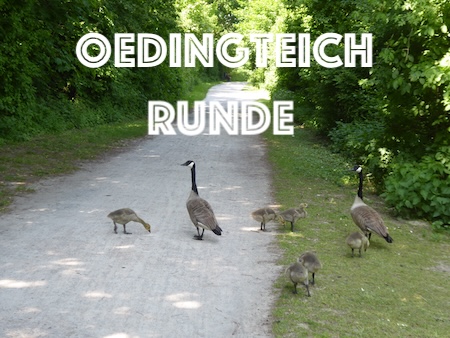 Zwei Kanadagänse und sechs Jungvögel in Hiltrup mit Schriftzug Oedingteich Runde